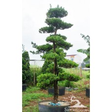 Lohansung (Podocarpus sp)